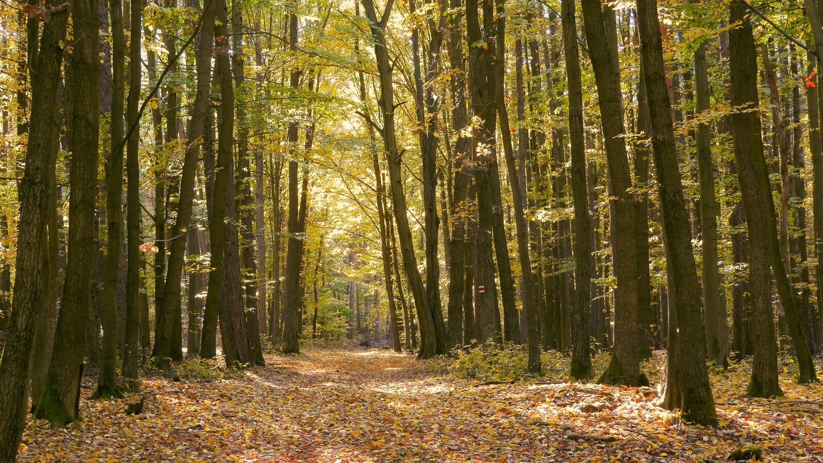 Nikon Coolpix P610 sample photo. Forest road, autumn forest photography