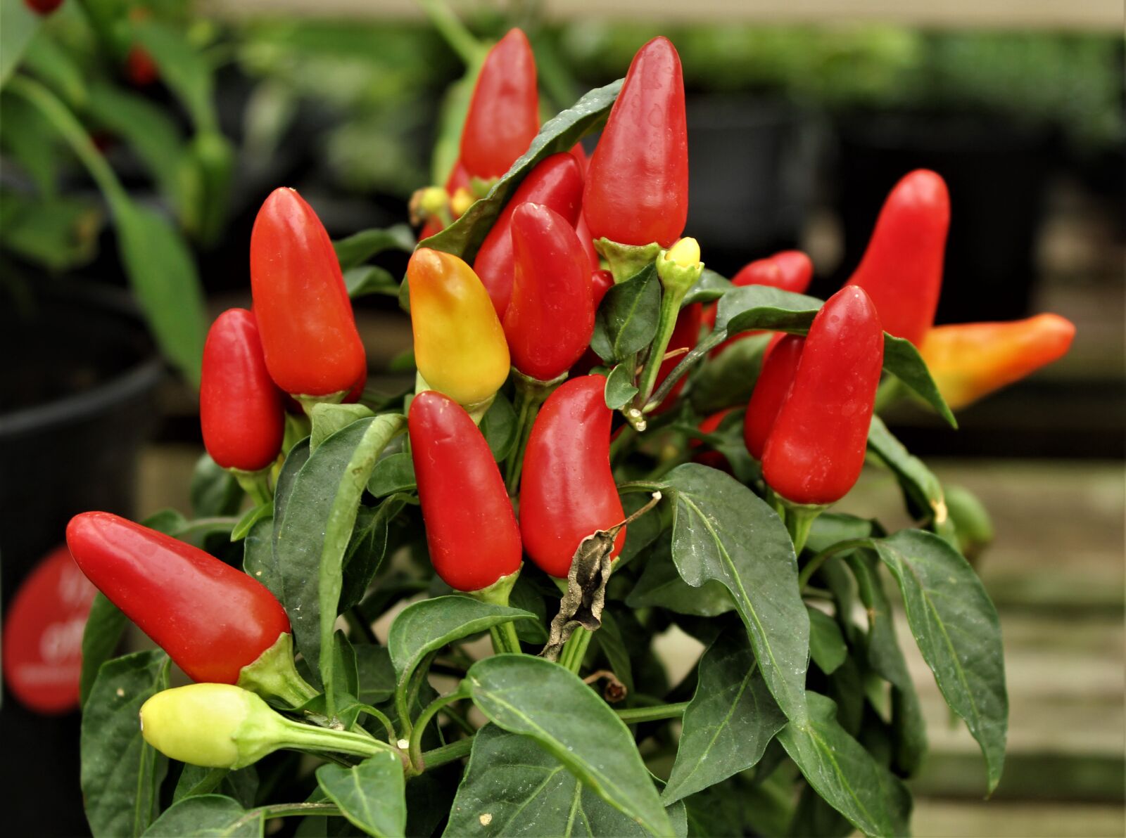 Canon EOS 4000D (EOS Rebel T100 / EOS 3000D) sample photo. Chillies, spice, spices photography