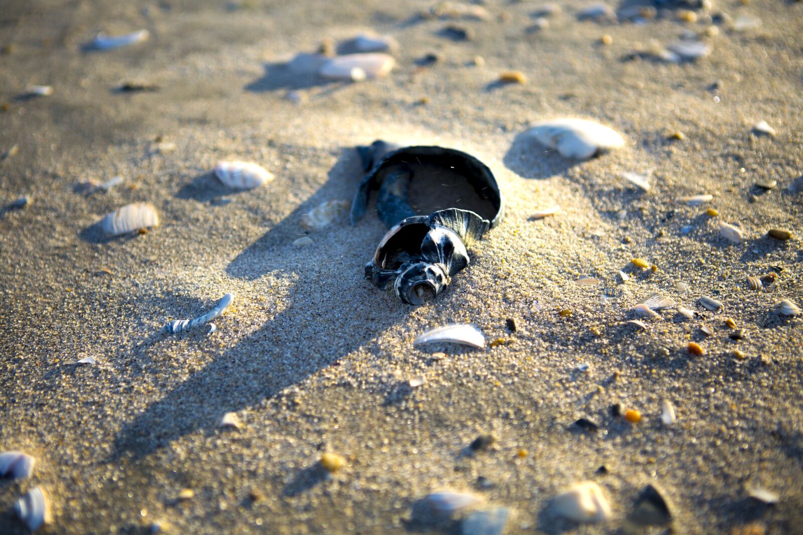 Canon EF 24-70mm F2.8L USM sample photo. The atlantic ocean, shell photography