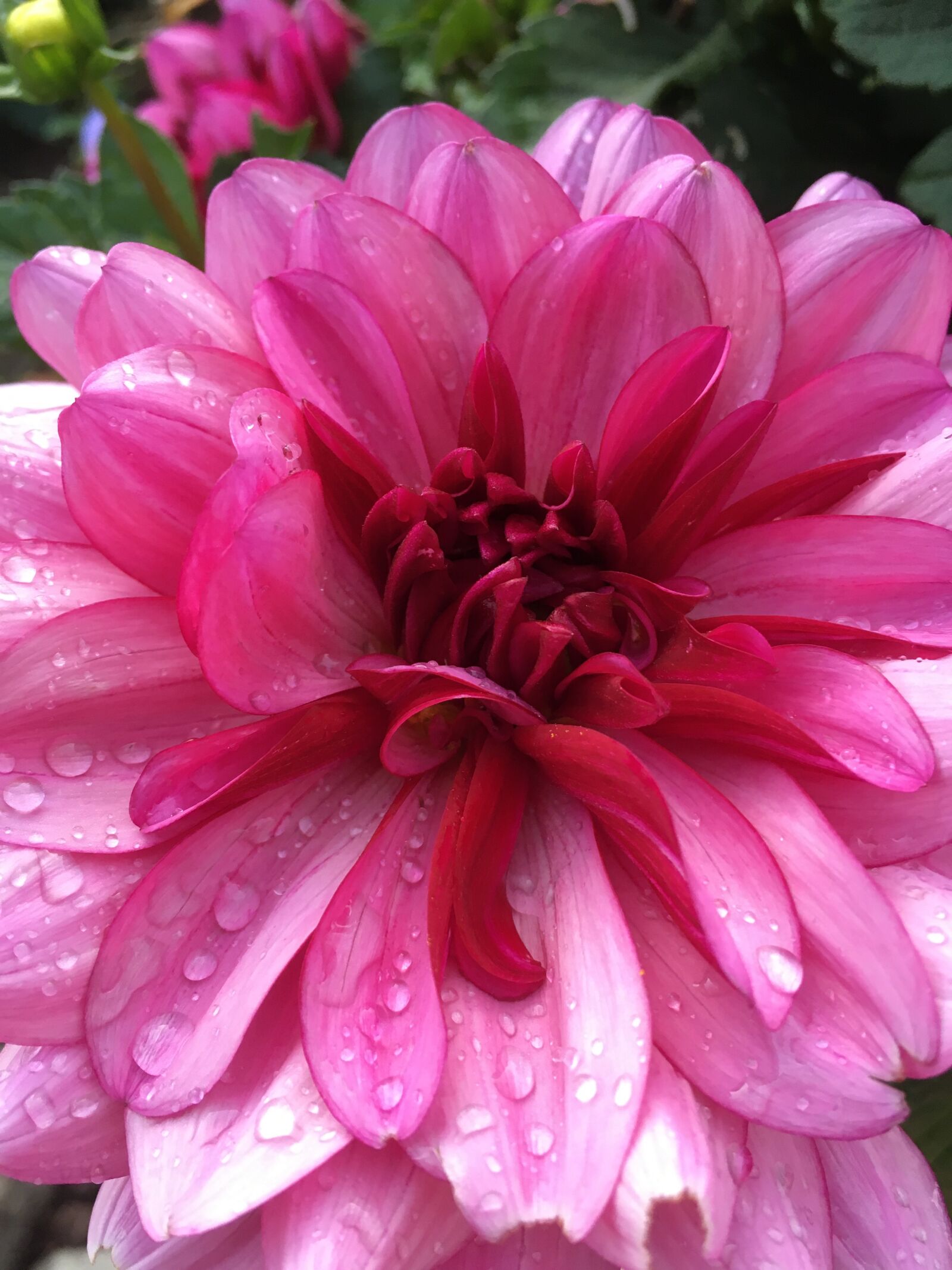 iPhone SE back camera 4.15mm f/2.2 sample photo. Dahlia, pink flower, flower photography