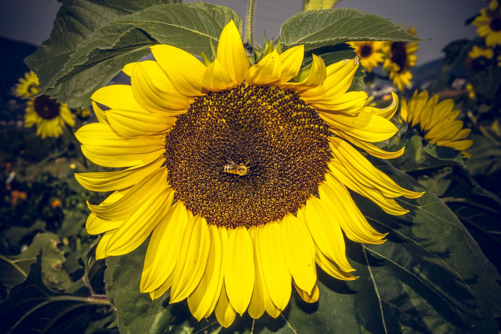 Sony ILCA-77M2 sample photo. Sunflower, blossom, bloom photography