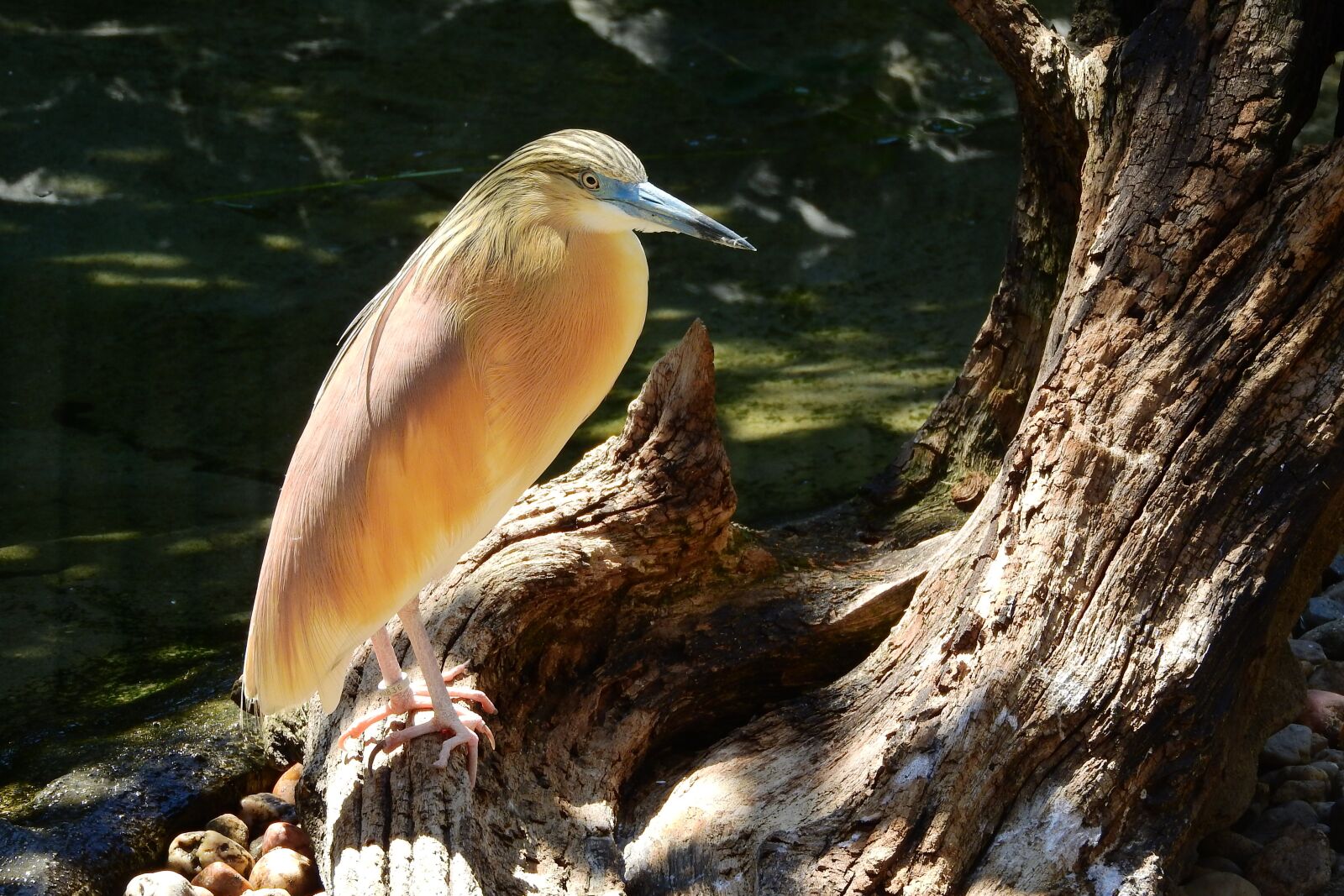 Nikon Coolpix P610 sample photo. Heron hairy, ardeola ralloides photography