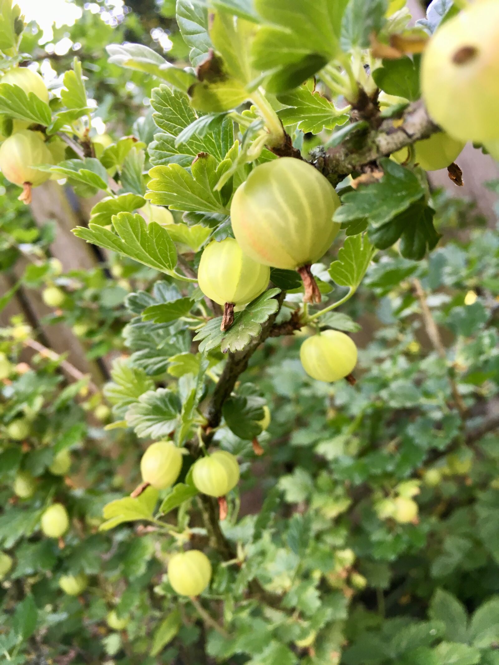 Apple iPhone SE sample photo. Bio, gooseberry, bush photography