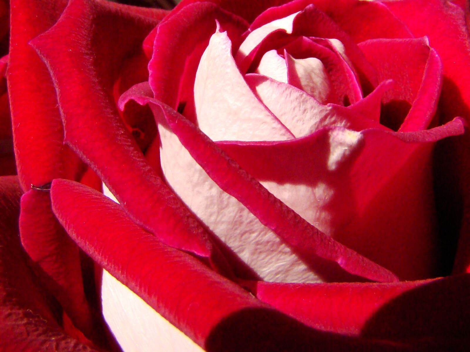 Sony DSC-H9 sample photo. Rose, flower, red photography