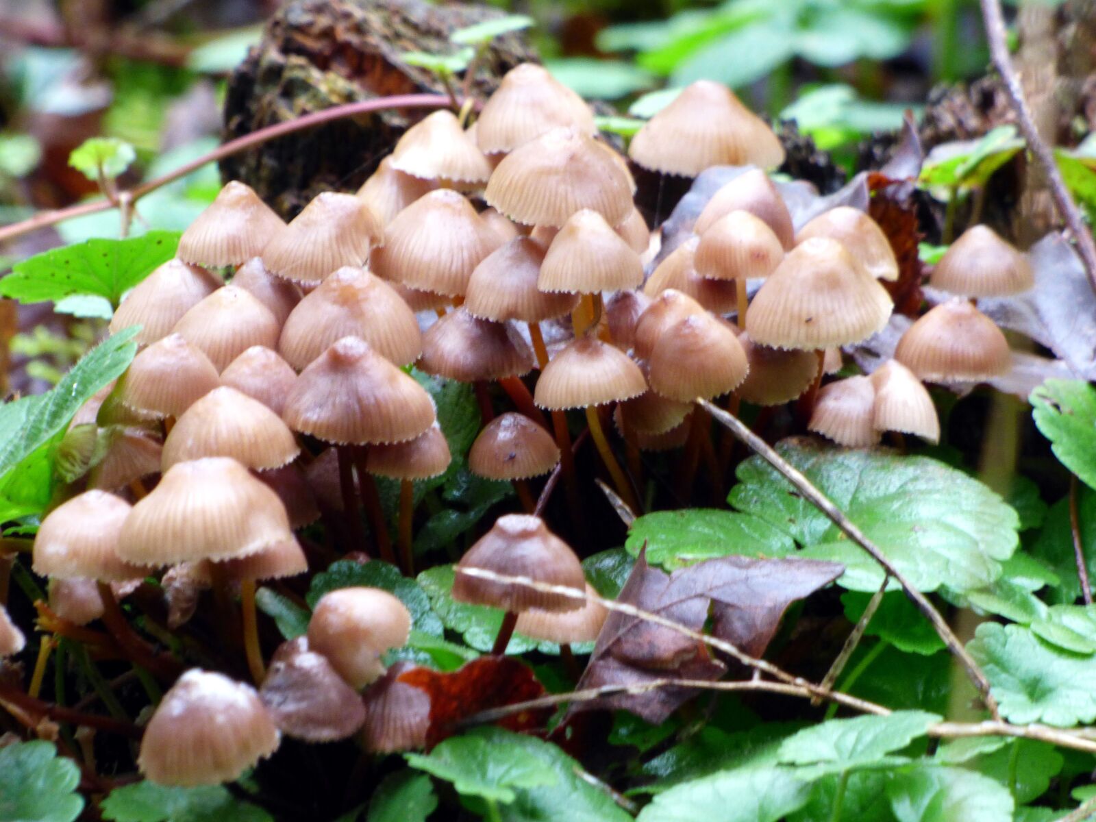 Panasonic DMC-FZ72 sample photo. Fungus, forest, fall photography