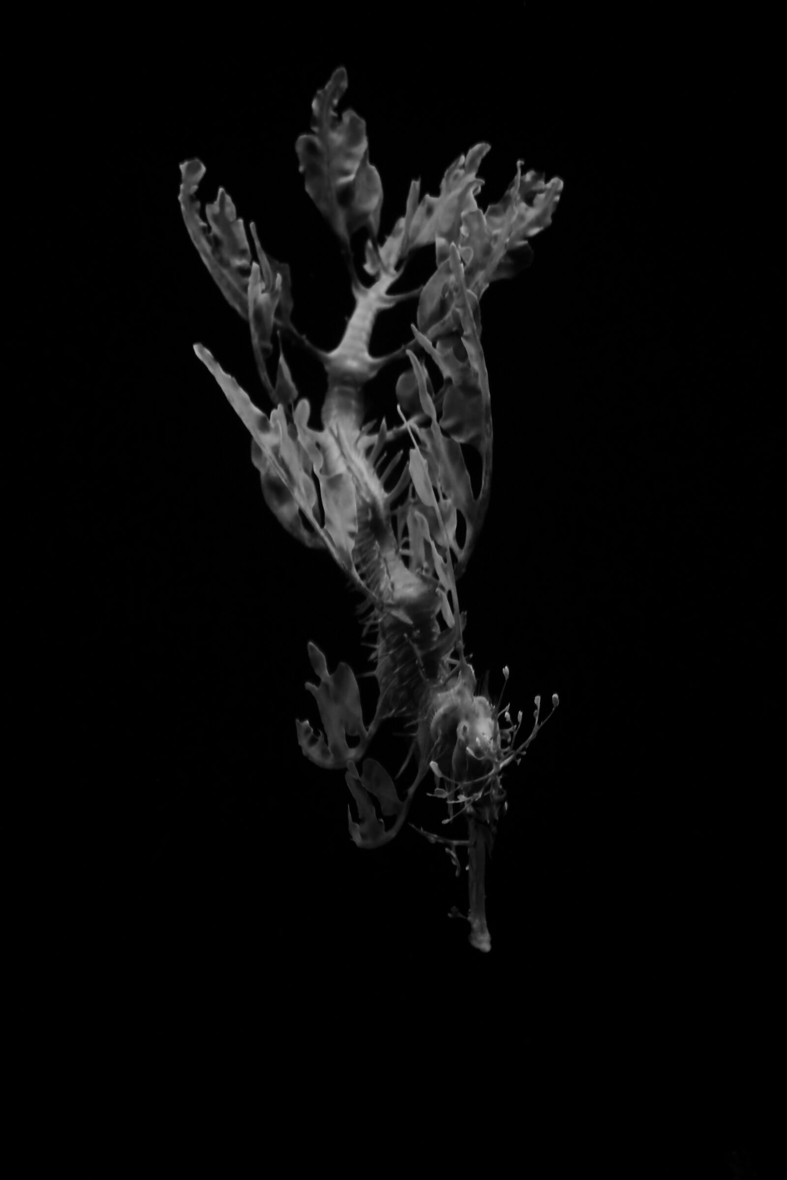 Canon EOS 750D (EOS Rebel T6i / EOS Kiss X8i) sample photo. Fish, aquaria, aquarium photography