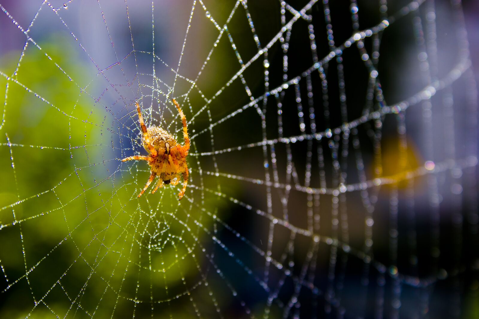 Canon EOS 20D sample photo. Spider, cobweb, hotel photography
