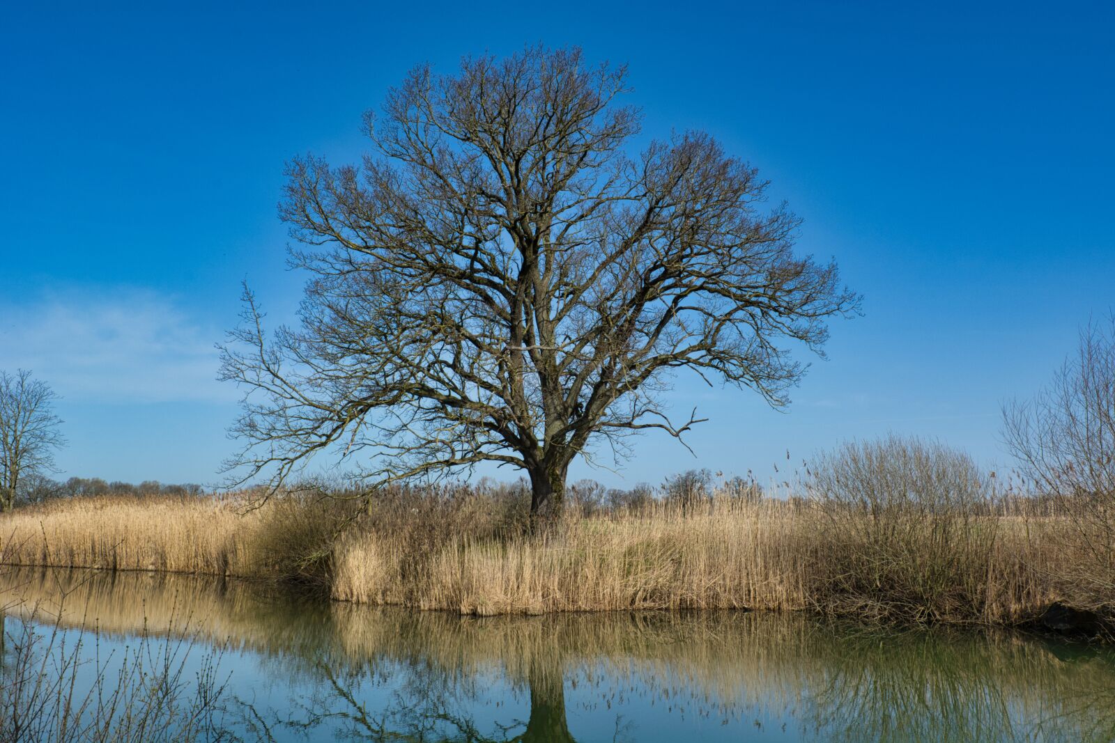 Nikon D7100 sample photo. Waters, tree, silhouette photography