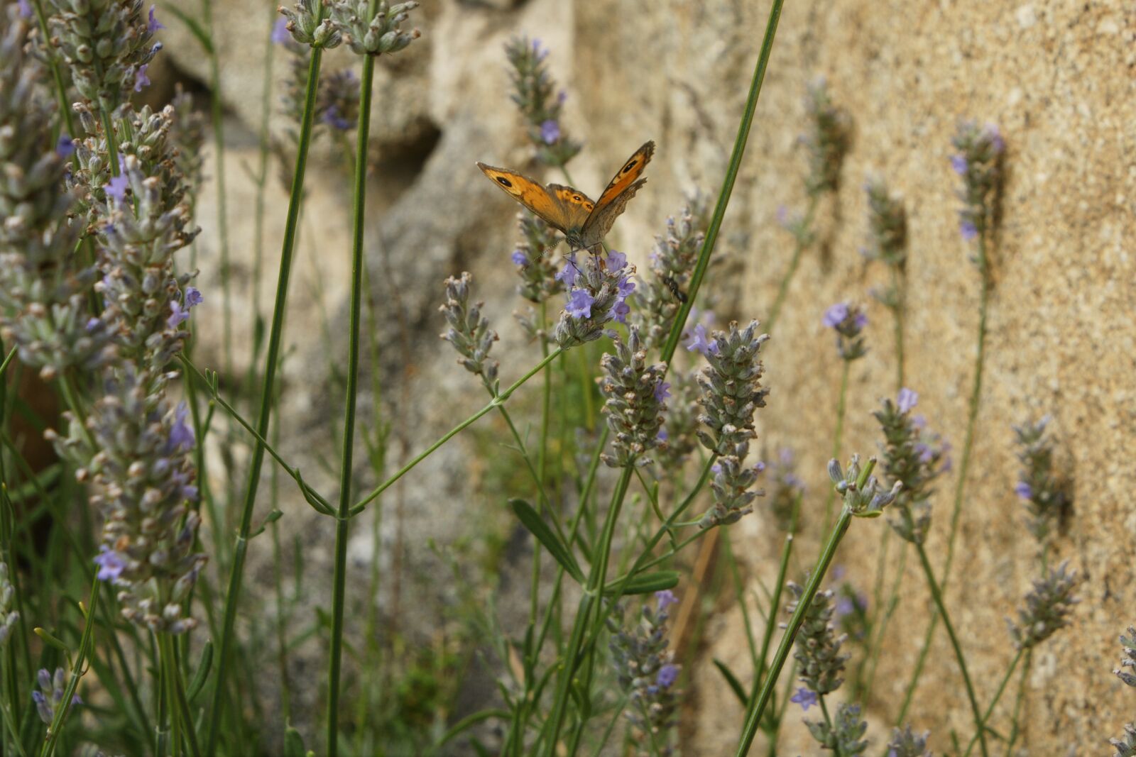 Sony Alpha DSLR-A700 sample photo. Butterfly, field, insect photography
