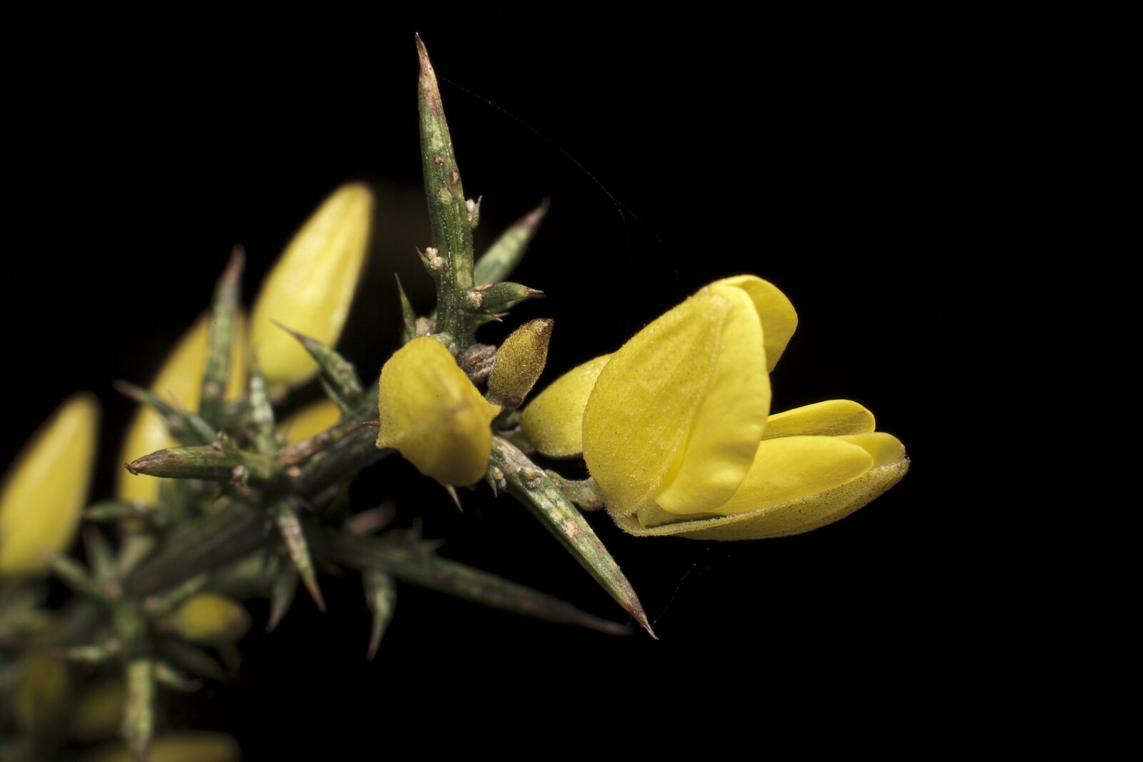 Canon EF 50mm F1.4 USM sample photo. Yellow, thorns, nature photography