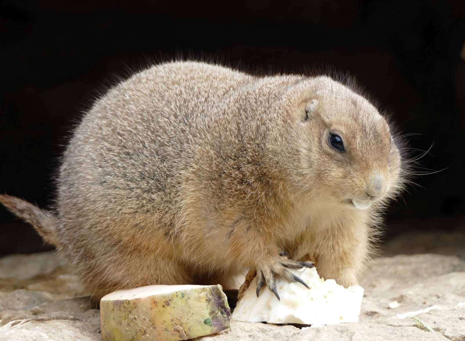 Panasonic Lumix DMC-FZ1000 sample photo. Prairie dog, animal, food photography