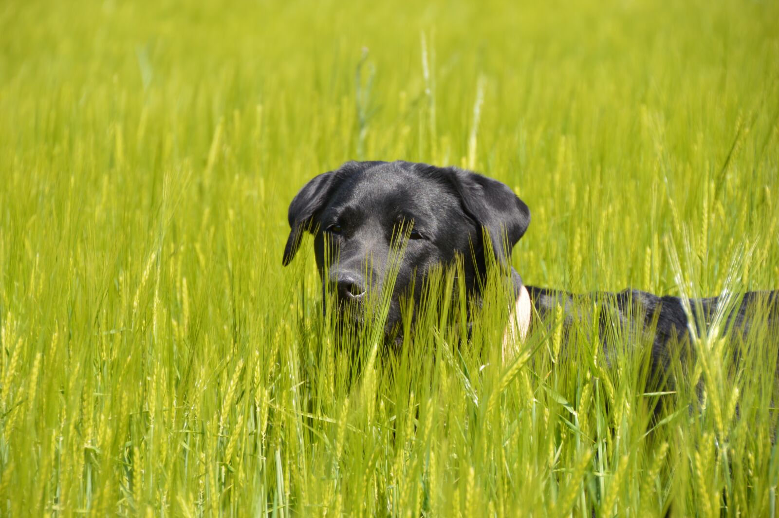 Nikon D3200 sample photo. Grass, dog, labrador photography