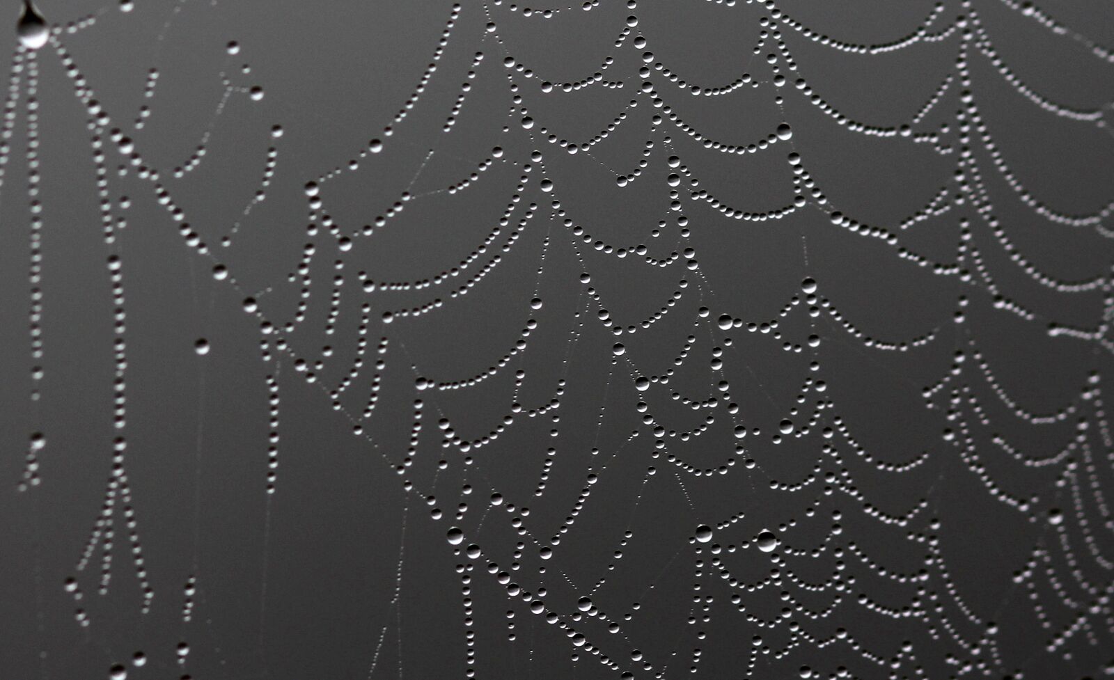 Canon EOS 700D (EOS Rebel T5i / EOS Kiss X7i) + Canon EF 85mm F1.8 USM sample photo. Spider web, drops, dew photography