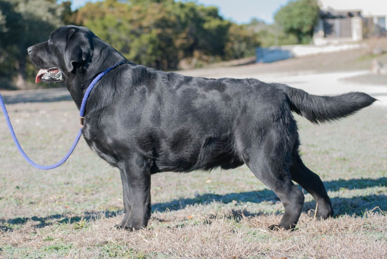 Nikon D80 sample photo. Dog, labrador retriever, black photography