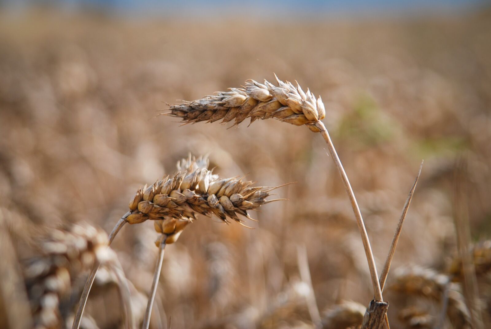 Nikon D80 sample photo. Grain, crop, plant photography