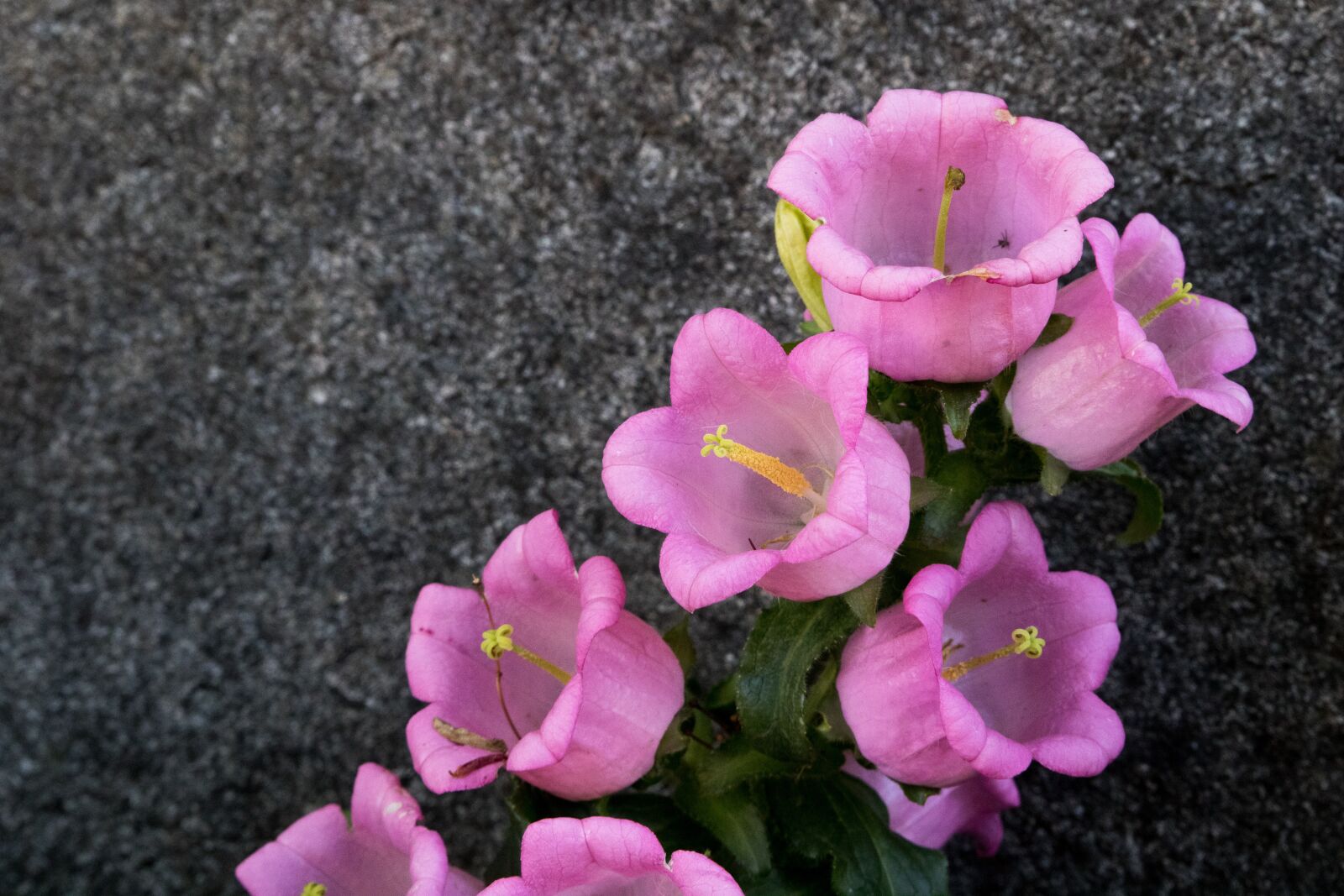 Canon EOS 750D (EOS Rebel T6i / EOS Kiss X8i) sample photo. Flowers, nature, plants photography