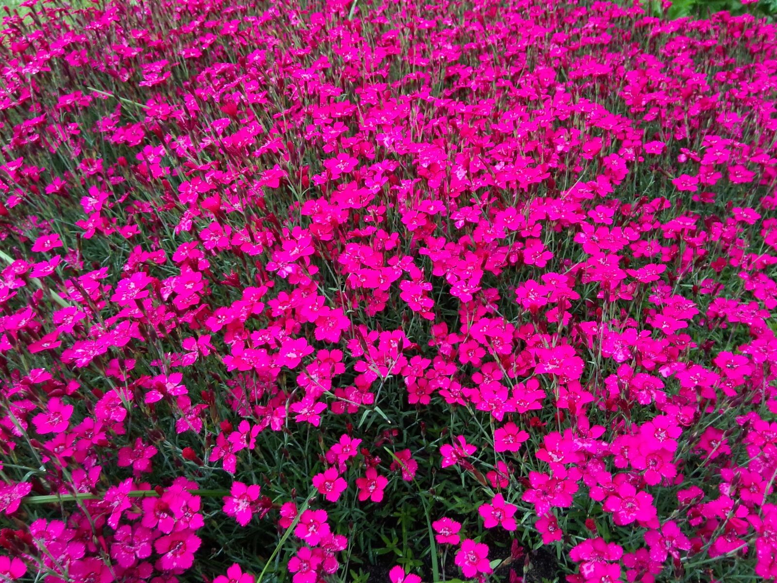 Meizu MX(35) sample photo. Flowers, pink, purple photography