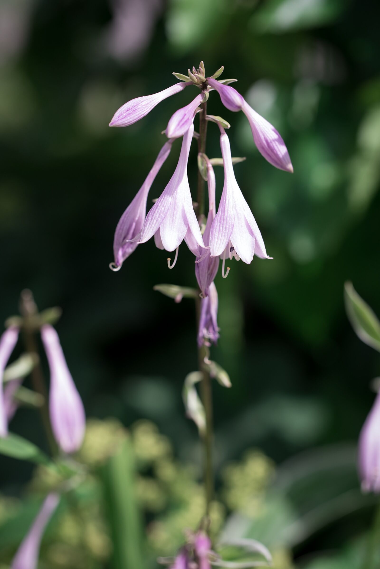 Nikon D750 sample photo. Hosta, plantain lily, leaf photography