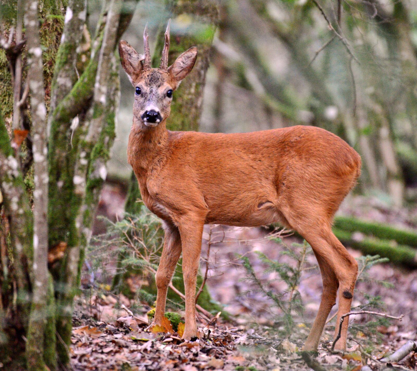 Nikon D600 sample photo. Ree, reebok, wild photography