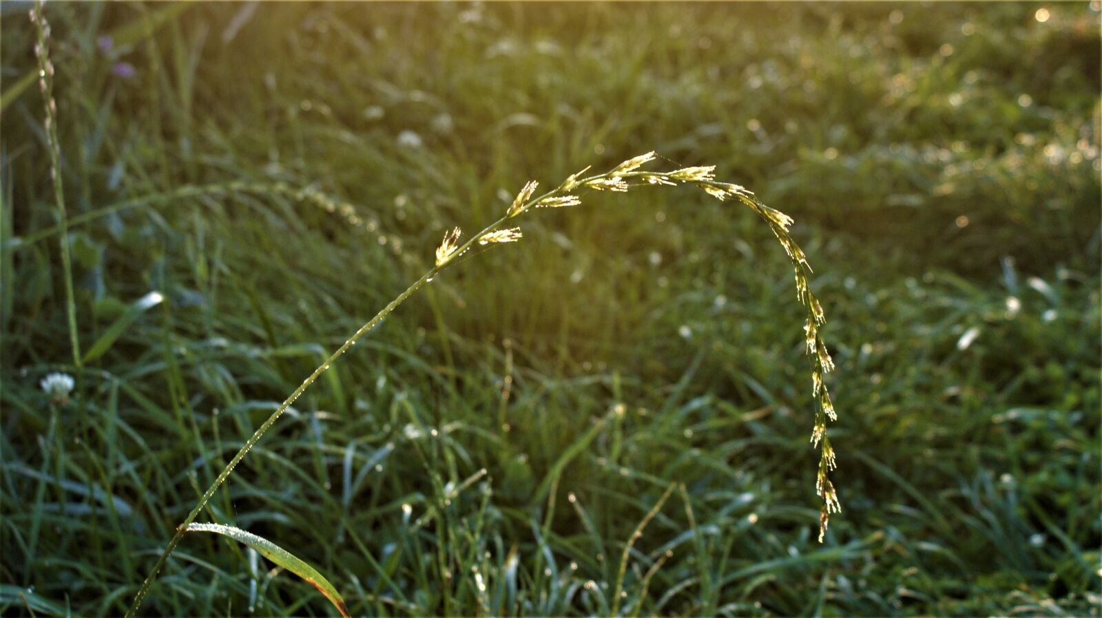 Sony Alpha DSLR-A350 sample photo. Grass, sprig, magic photography