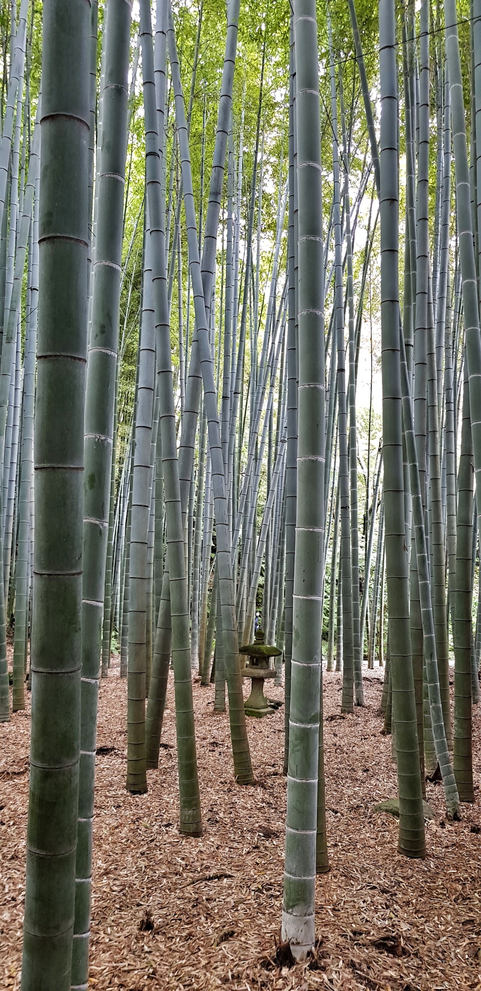 Samsung Galaxy S8 sample photo. Park, japan, garden photography