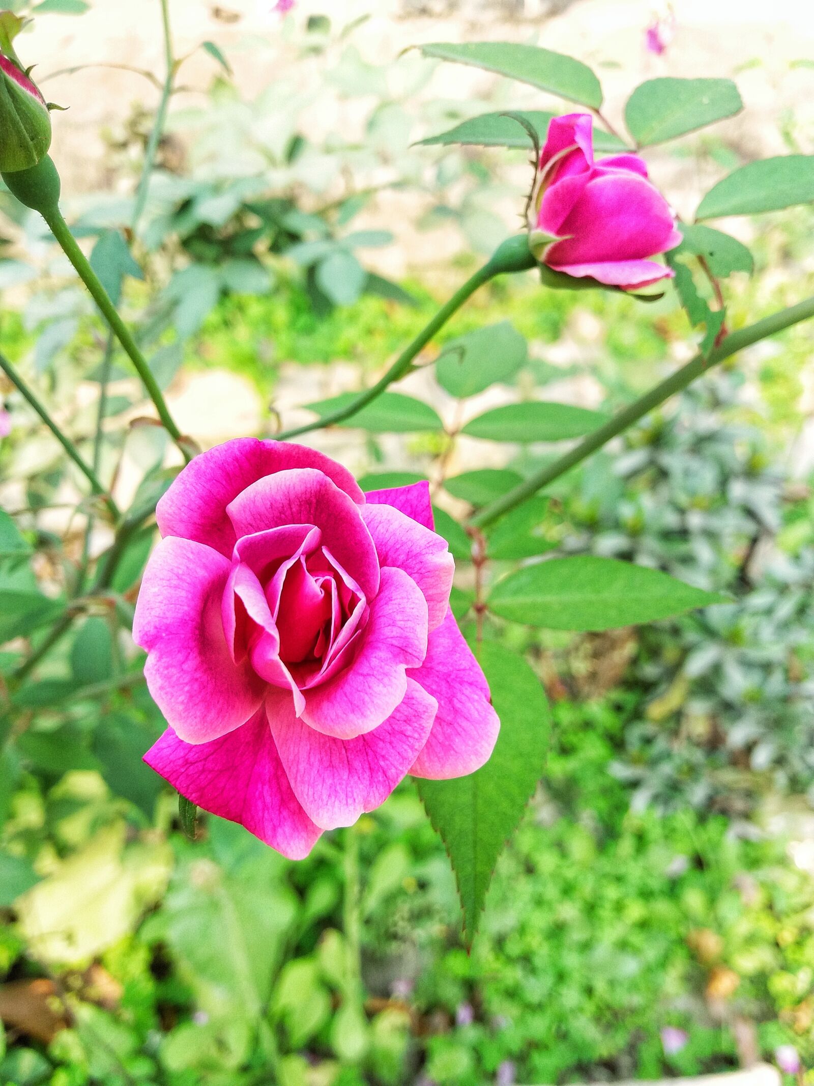 Samsung Galaxy J5 sample photo. Nature, flower, flora photography