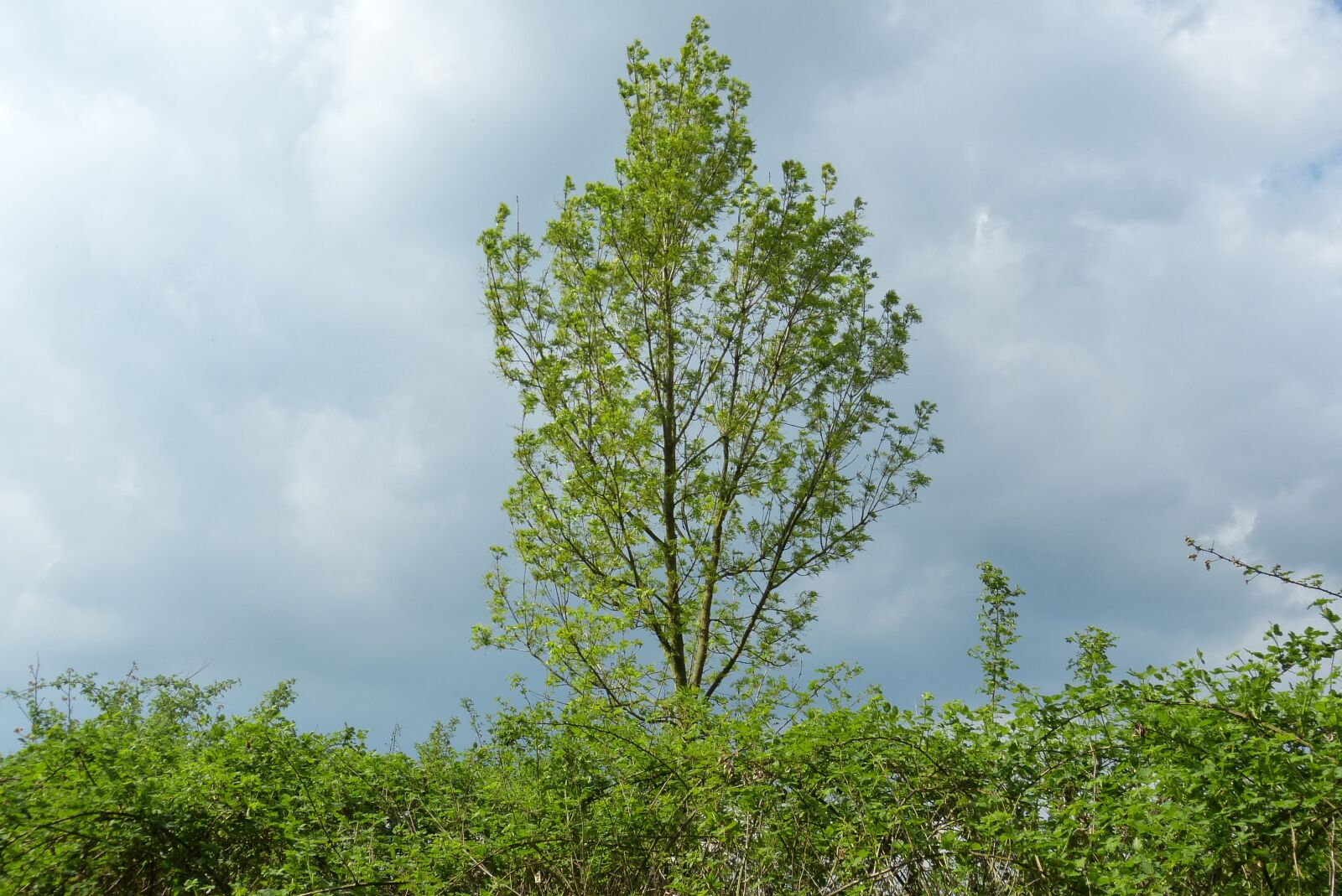 Panasonic Lumix DMC-FZ150 sample photo. Tree, nature, landscape photography