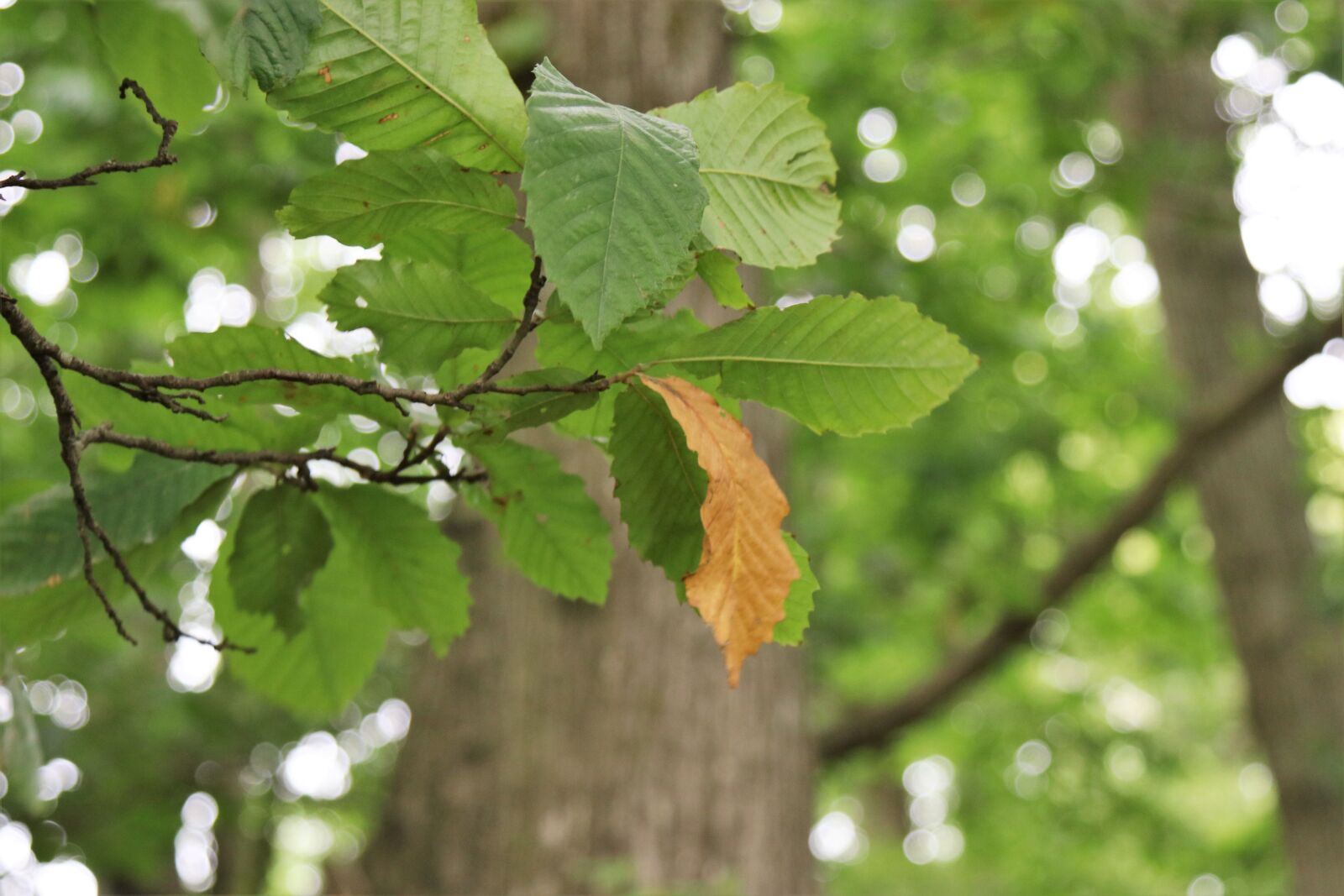 Canon EF 24-105mm F4L IS USM sample photo. Autumn, leaf, brown, leaf photography