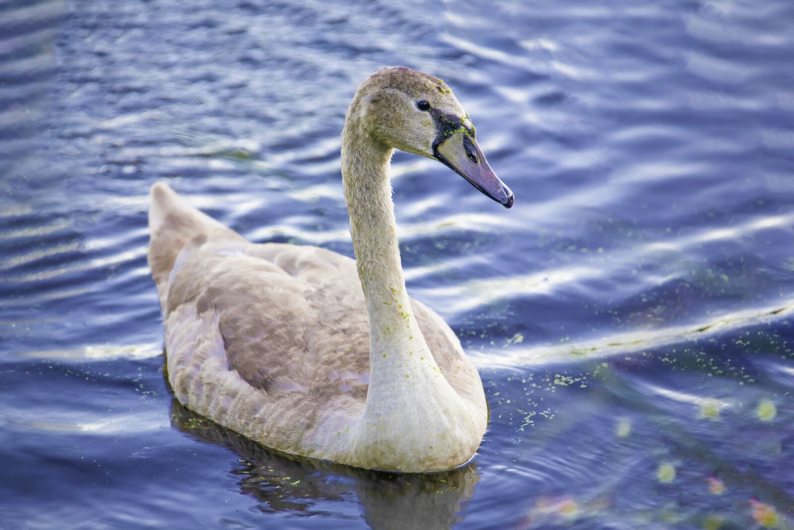 Canon EOS 5D sample photo. Swan, lone, water photography