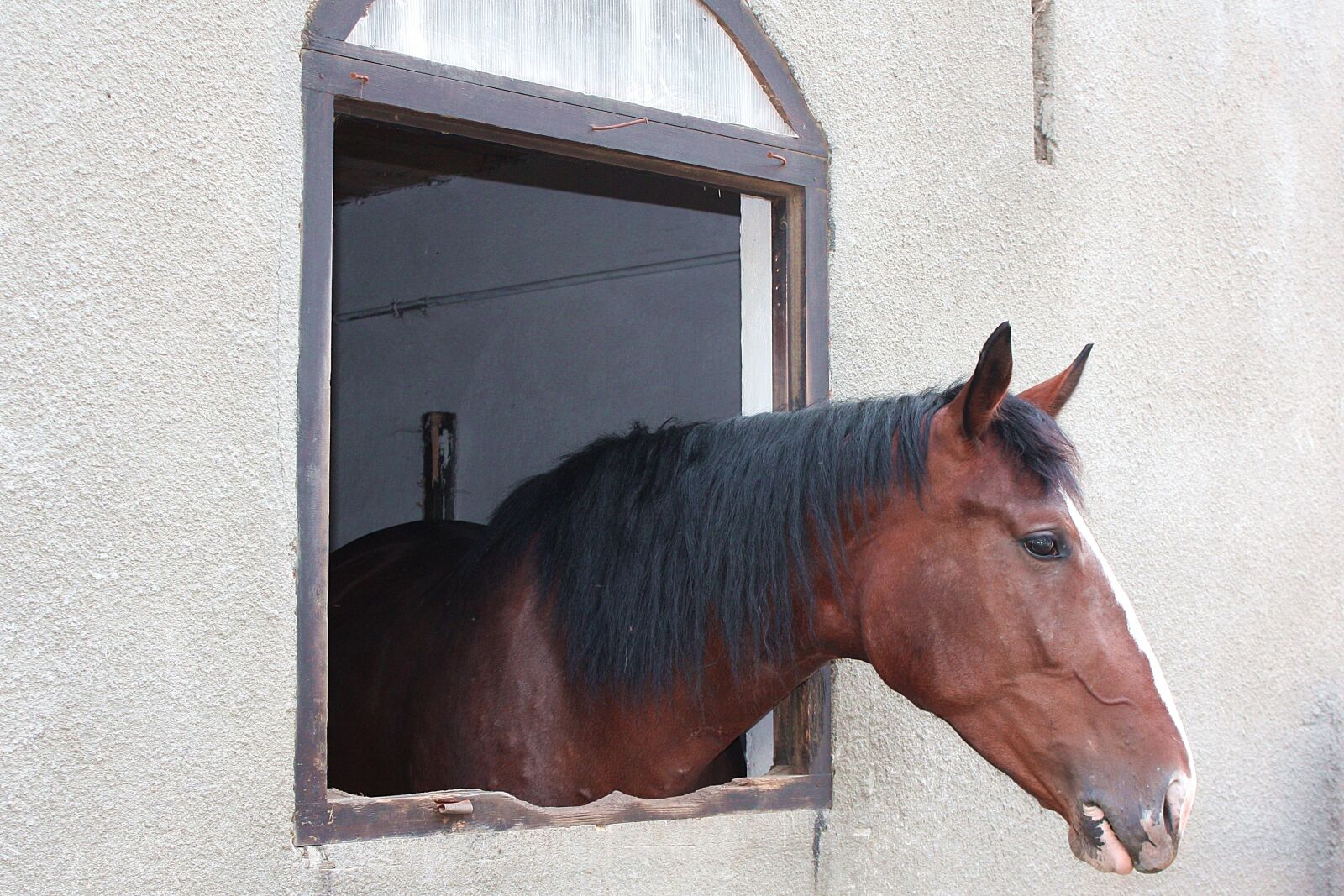 Canon EOS 450D (EOS Rebel XSi / EOS Kiss X2) sample photo. The horse, the head photography
