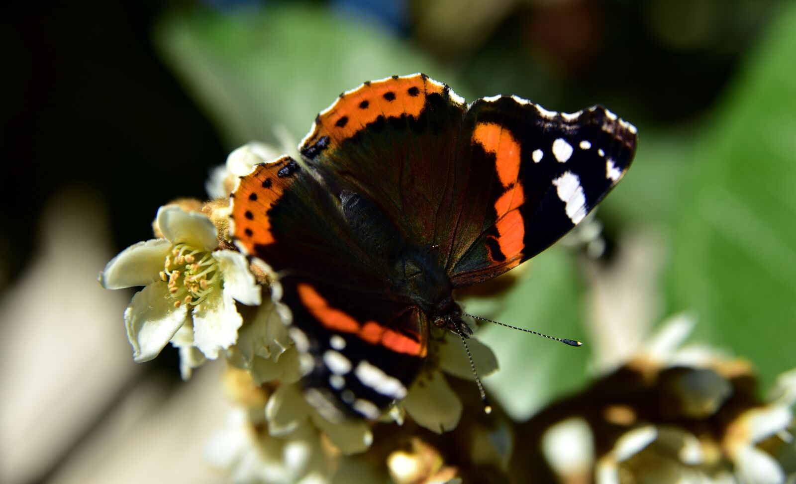 Nikon D750 sample photo. Butterfly, butterflies, insect photography