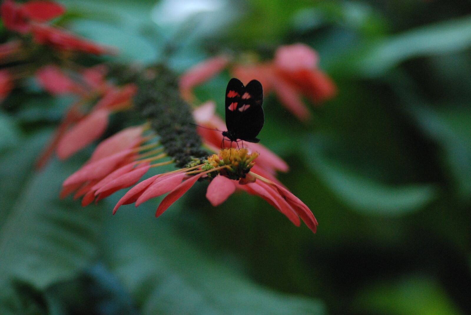 Nikon D80 sample photo. Butterfly, red, nature photography