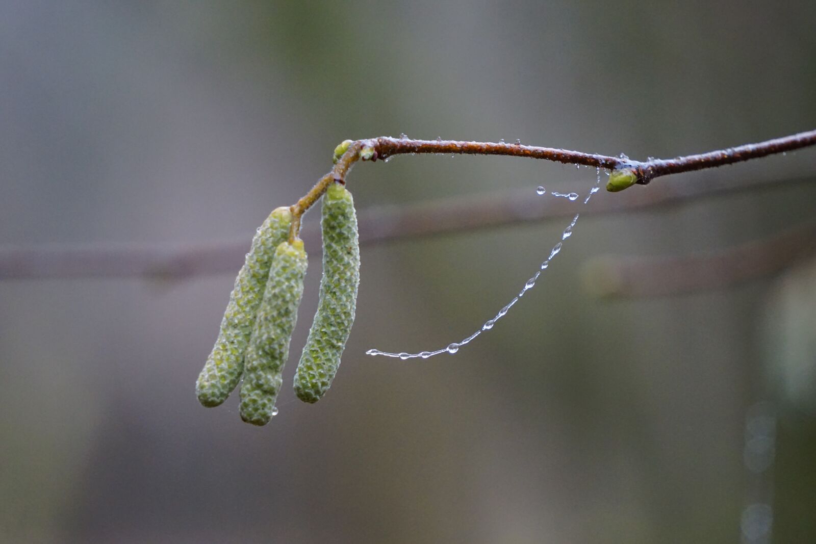 Sony a6000 sample photo. Hazel flower, beaded, branch photography