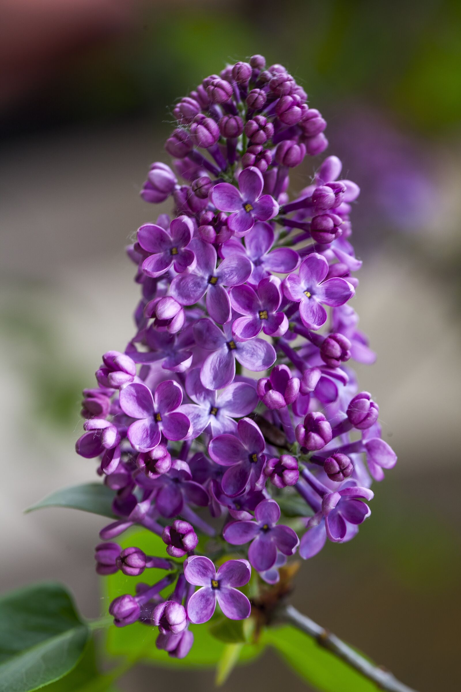 Canon EF 100mm F2.8L Macro IS USM sample photo. Lilac flower, purple, flower photography