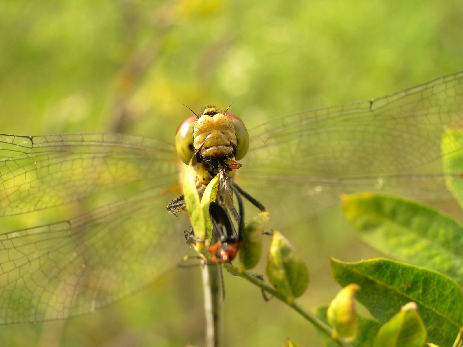 Sony Cyber-shot DSC-HX1 sample photo. Nature, insect, animals photography