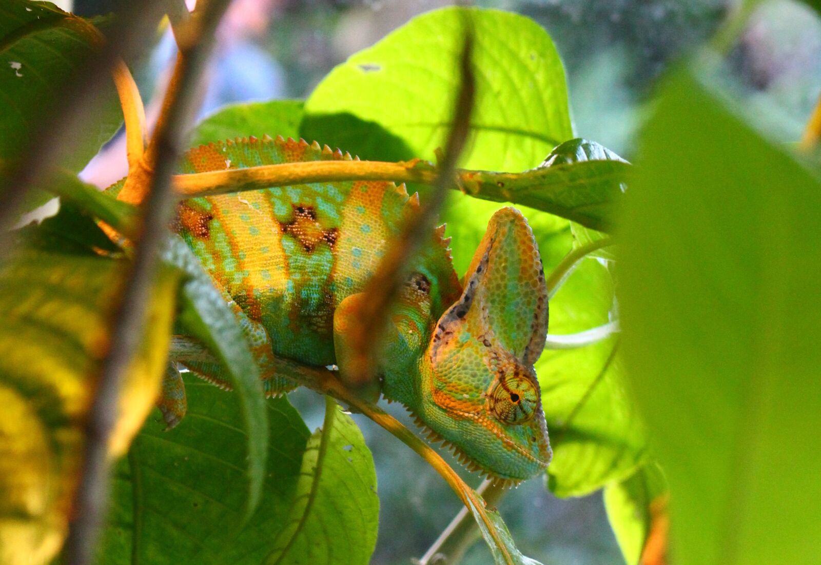 Canon EOS 700D (EOS Rebel T5i / EOS Kiss X7i) sample photo. Chameleon, animal, natural photography