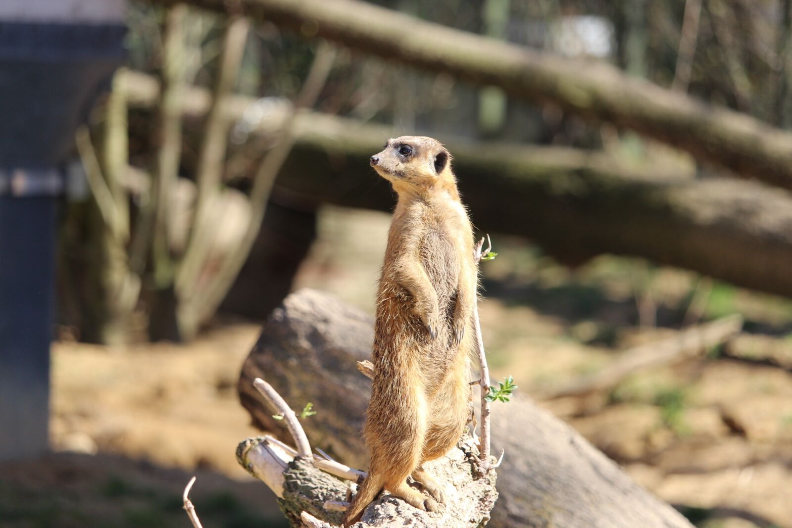 Canon EF-S 55-250mm F4-5.6 IS STM sample photo. Nature, animal world, animal photography