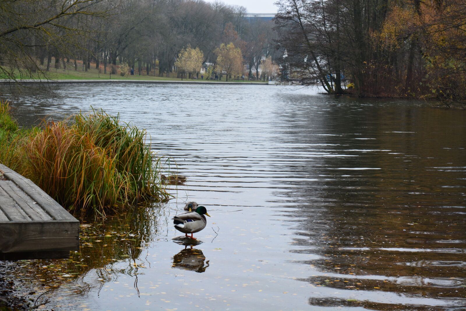 Nikon D5200 sample photo. Autumn, svisloch, duck photography