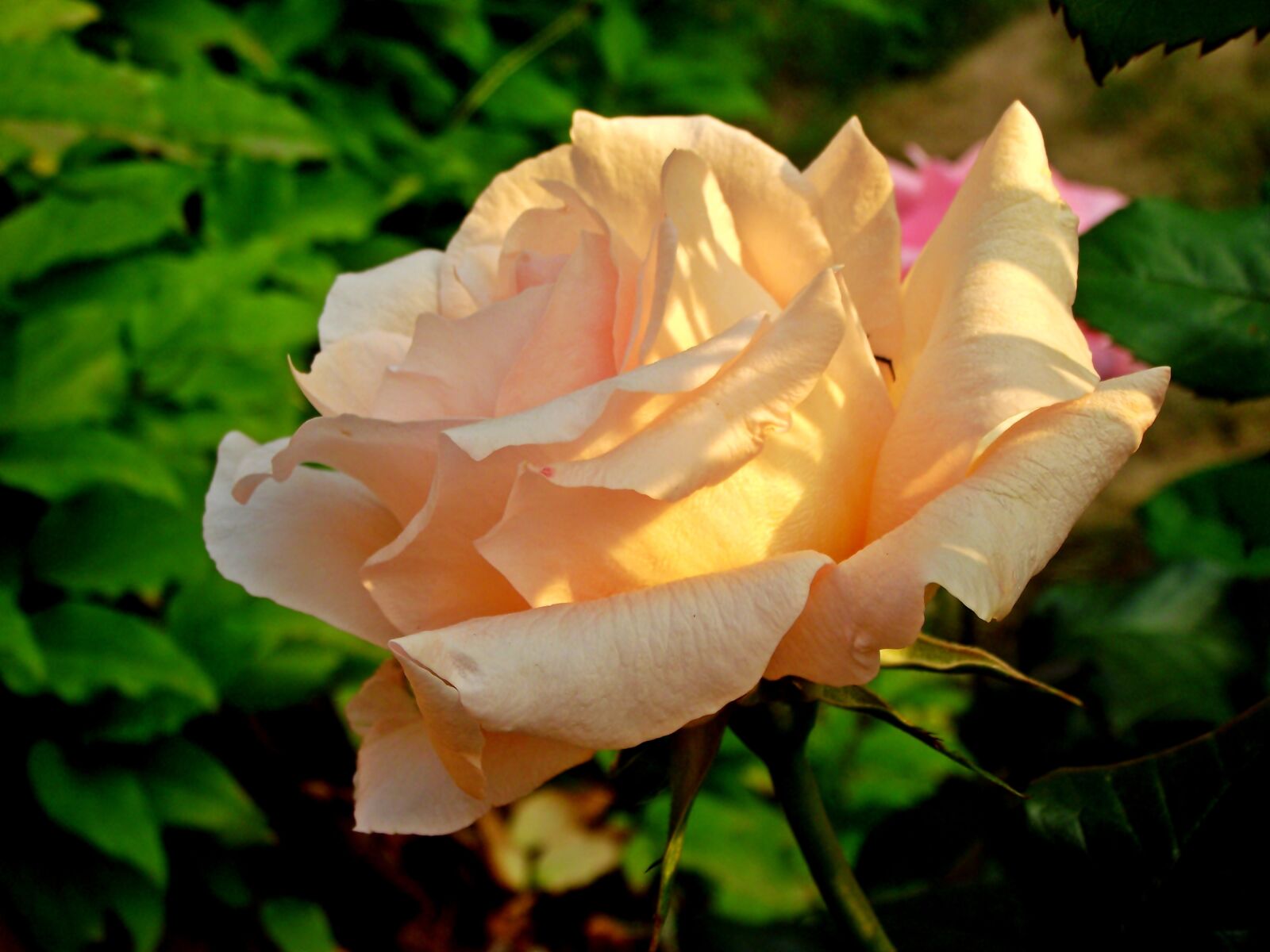 FujiFilm FinePix S1600 (FinePix S1770) sample photo. Rose, flower, summer scarlet photography