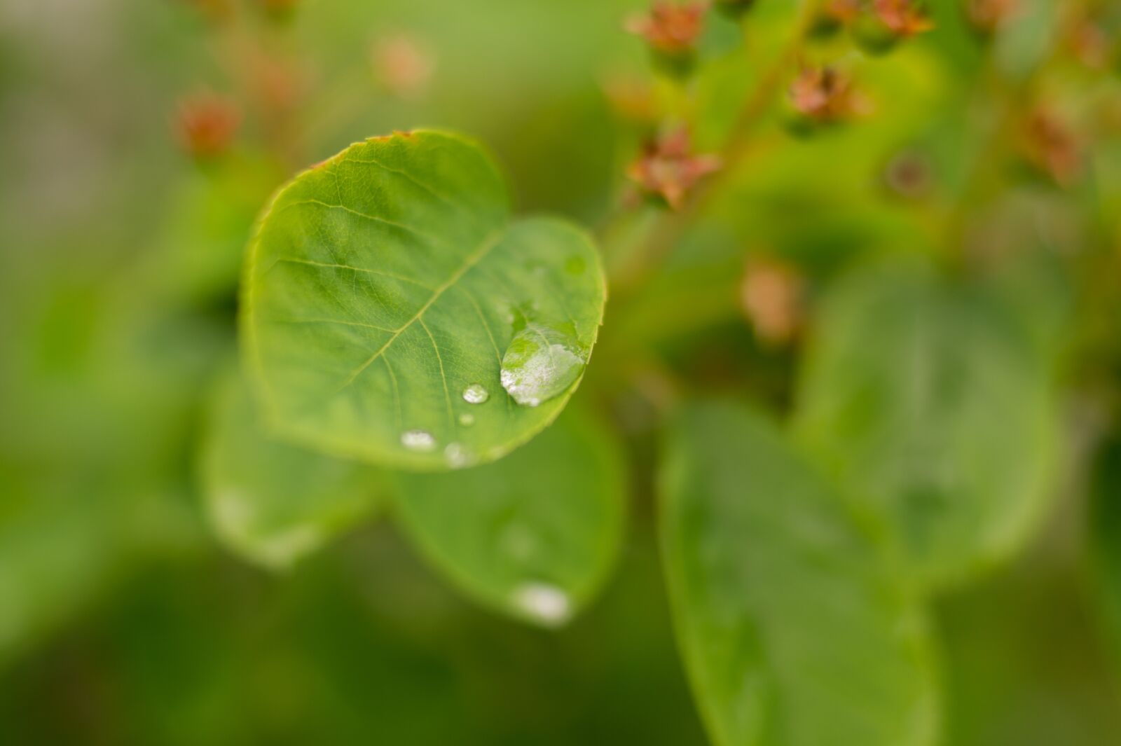 Sony SLT-A58 + Sony DT 35mm F1.8 SAM sample photo. Water drop, leaf, leaves photography