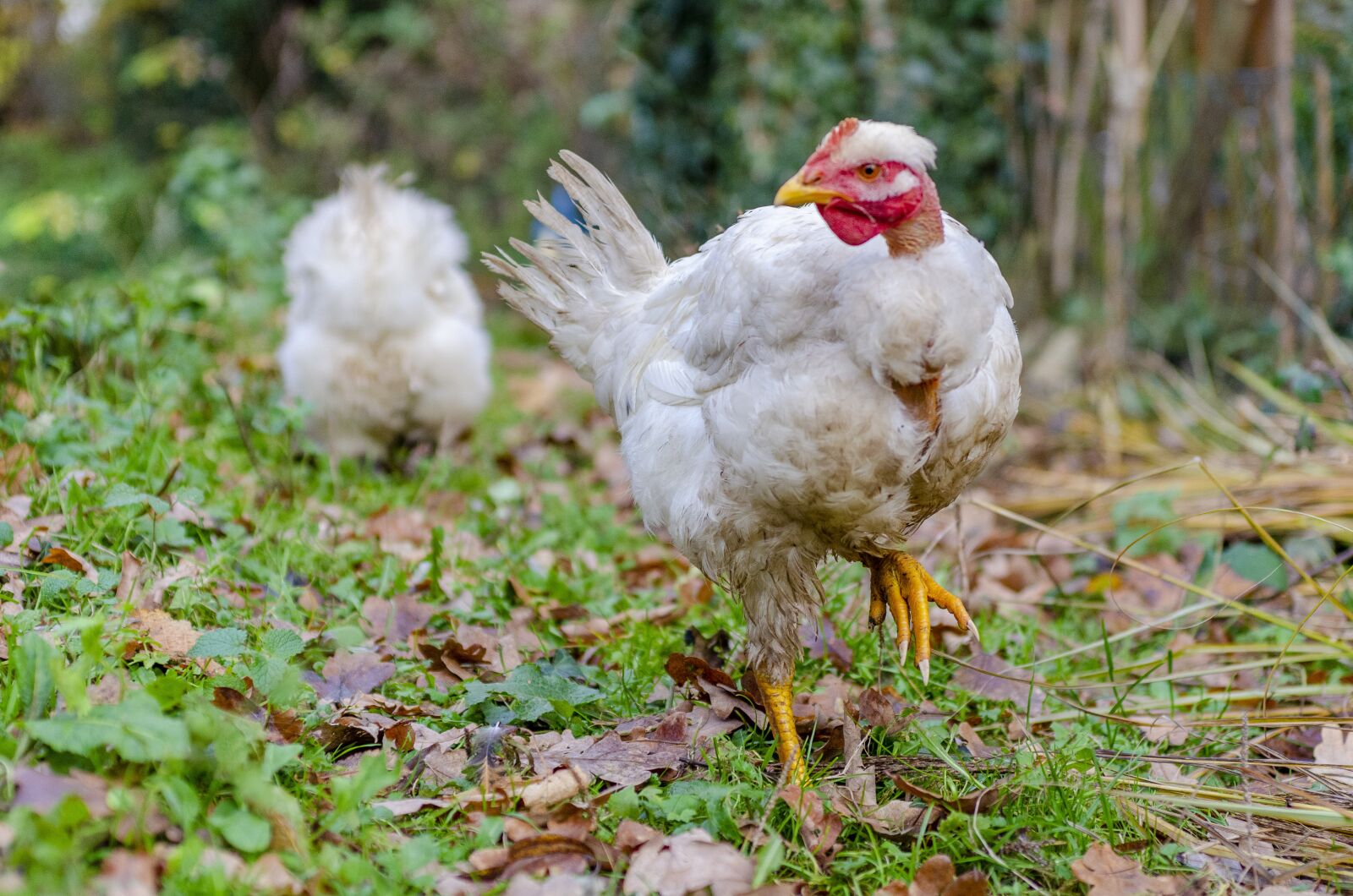 Nikon D7000 sample photo. Hen, poulette, pen photography