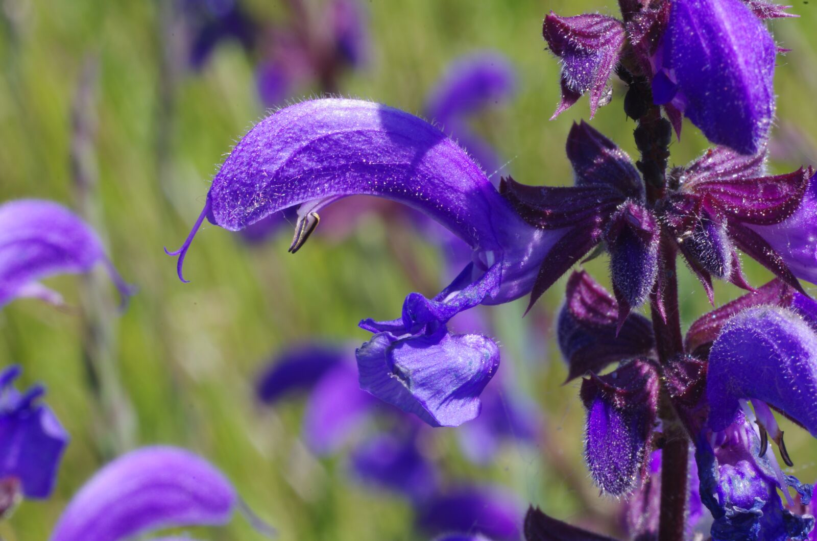 Pentax K-5 sample photo. Wild sage, purple, violet photography