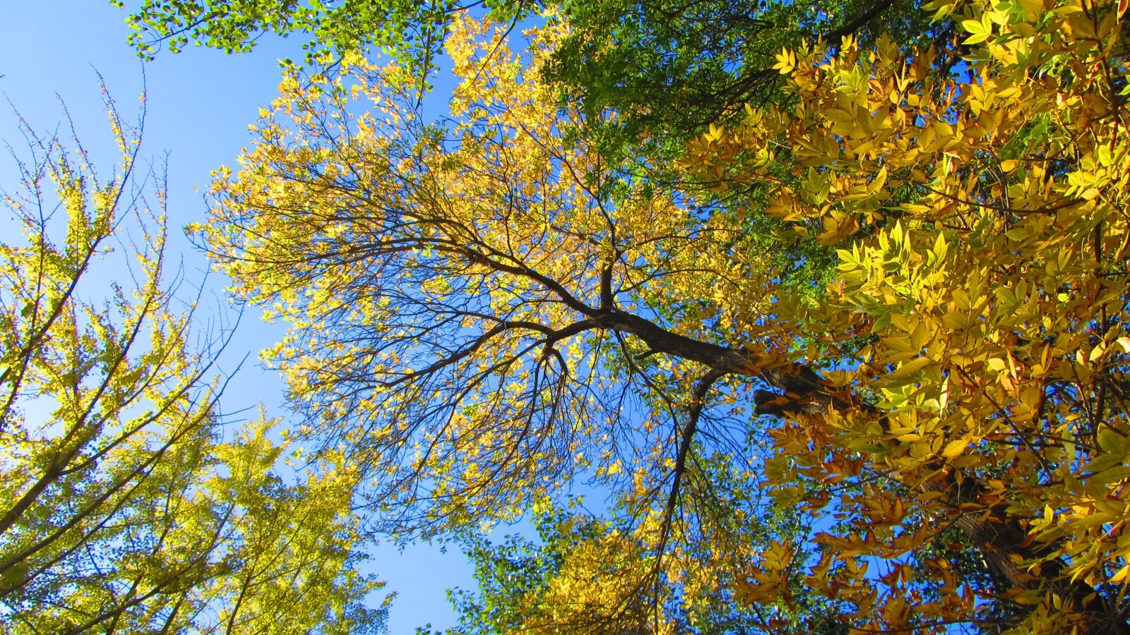 Canon PowerShot SX230 HS sample photo. Ash, autumn, golden yellow photography