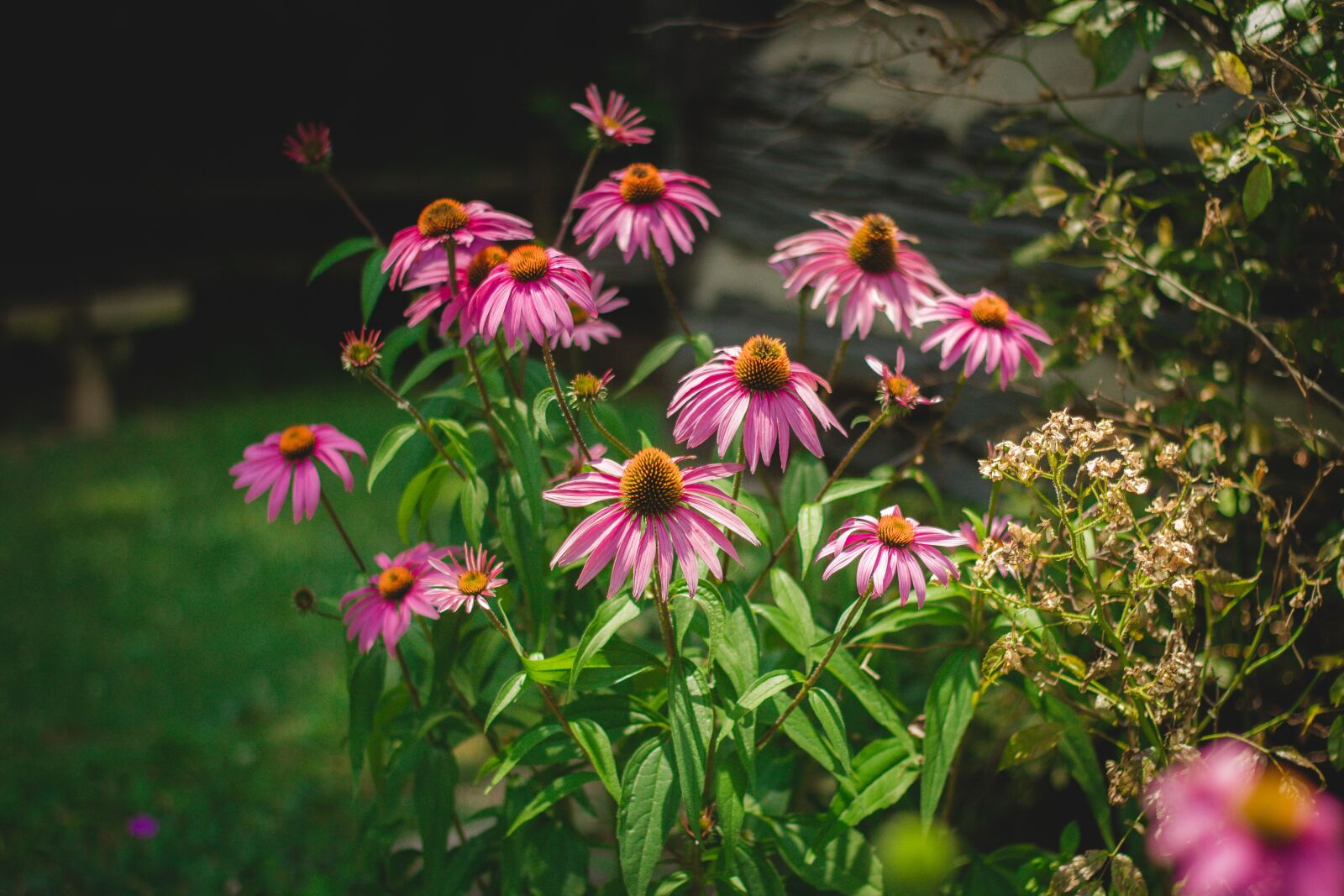 Canon EOS 7D + Canon EF 50mm F1.8 II sample photo. Flower, garden, green photography
