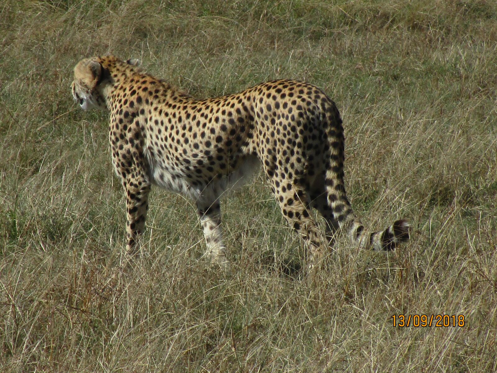 Canon IXUS 190 sample photo. Cat, kenya, cheetah photography