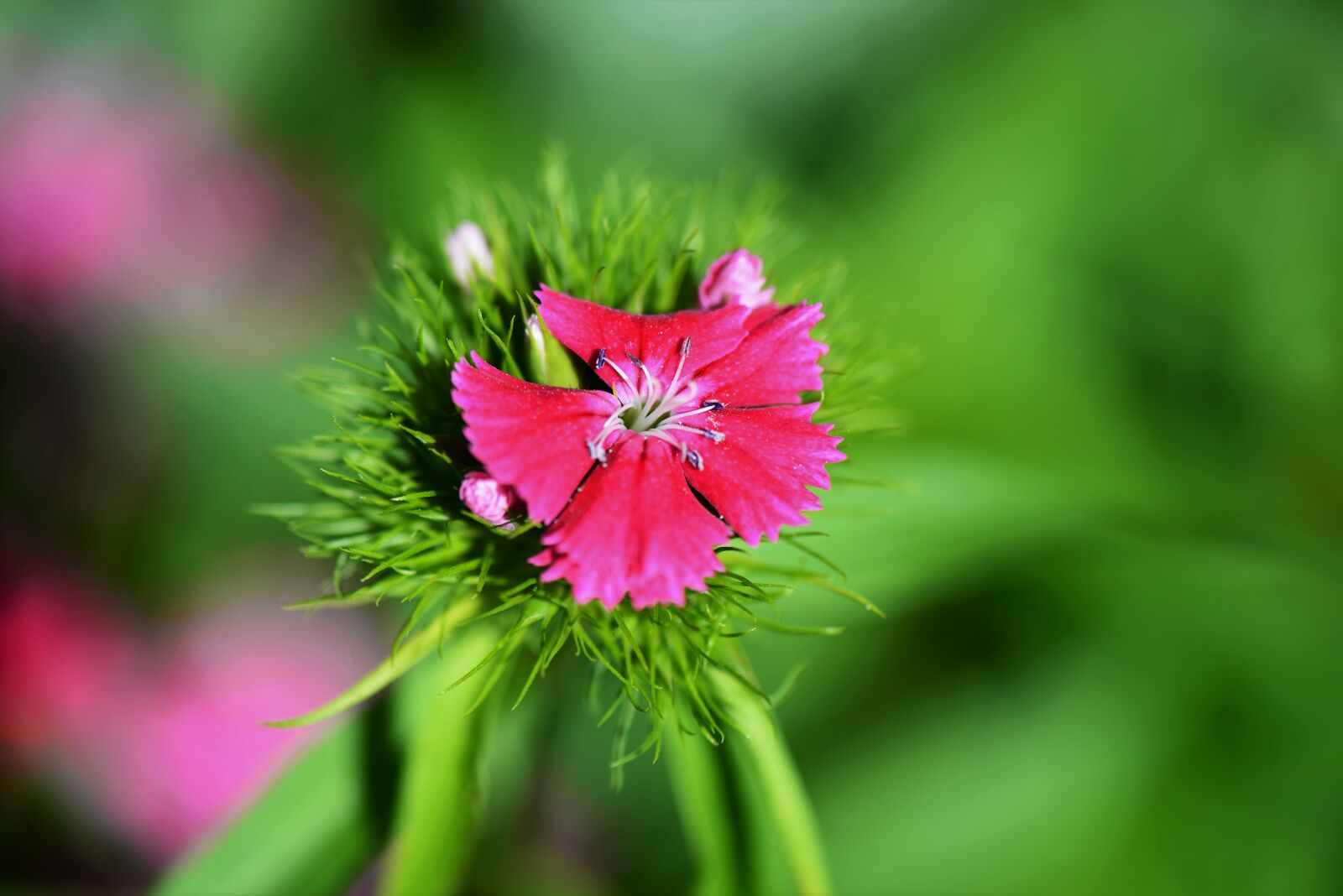 Nikon D610 sample photo. Sweet william, macro, pink photography