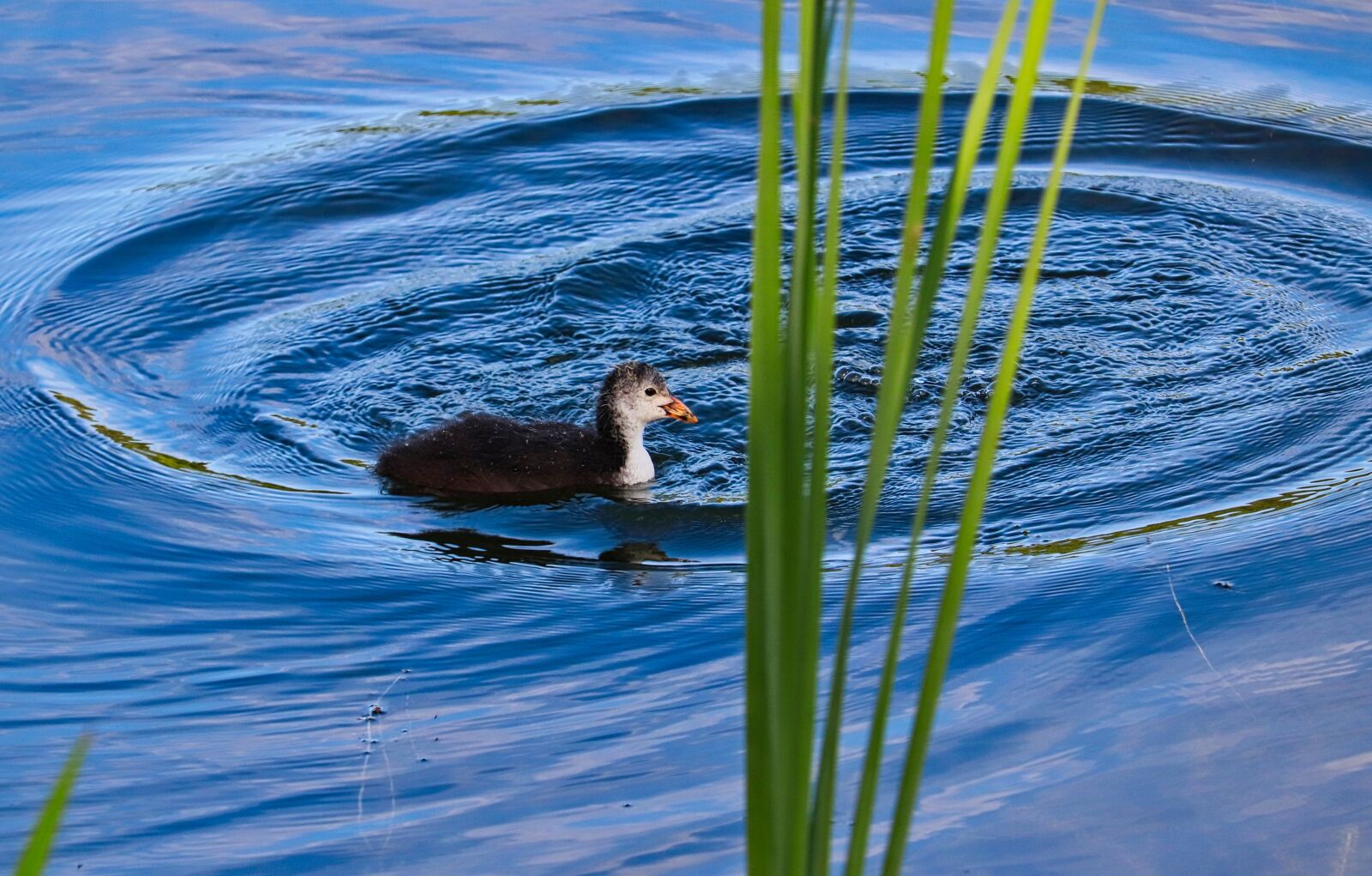 Canon EOS 200D (EOS Rebel SL2 / EOS Kiss X9) sample photo. Chicks, water, bird photography