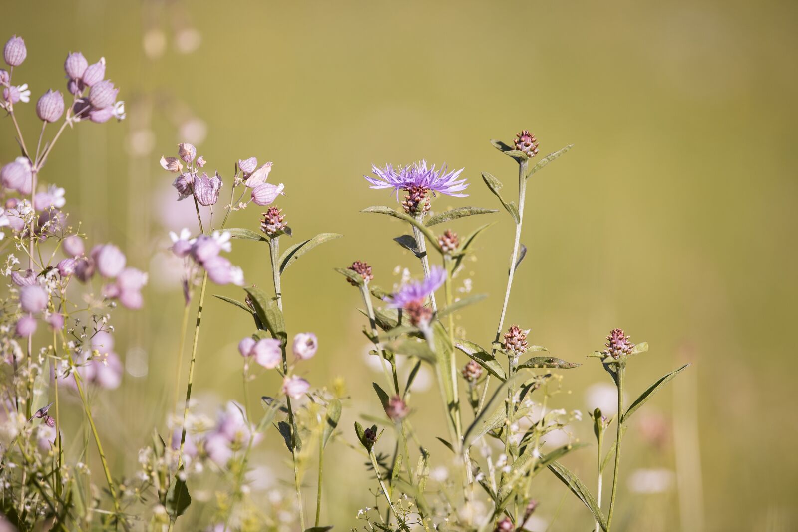 Nikon D750 sample photo. Forked catchfly, silene dichotoma photography