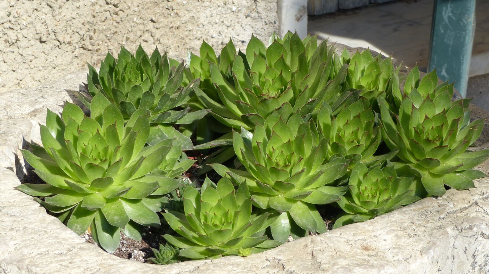 Panasonic Lumix DMC-FZ200 sample photo. Fat plants, vase of photography