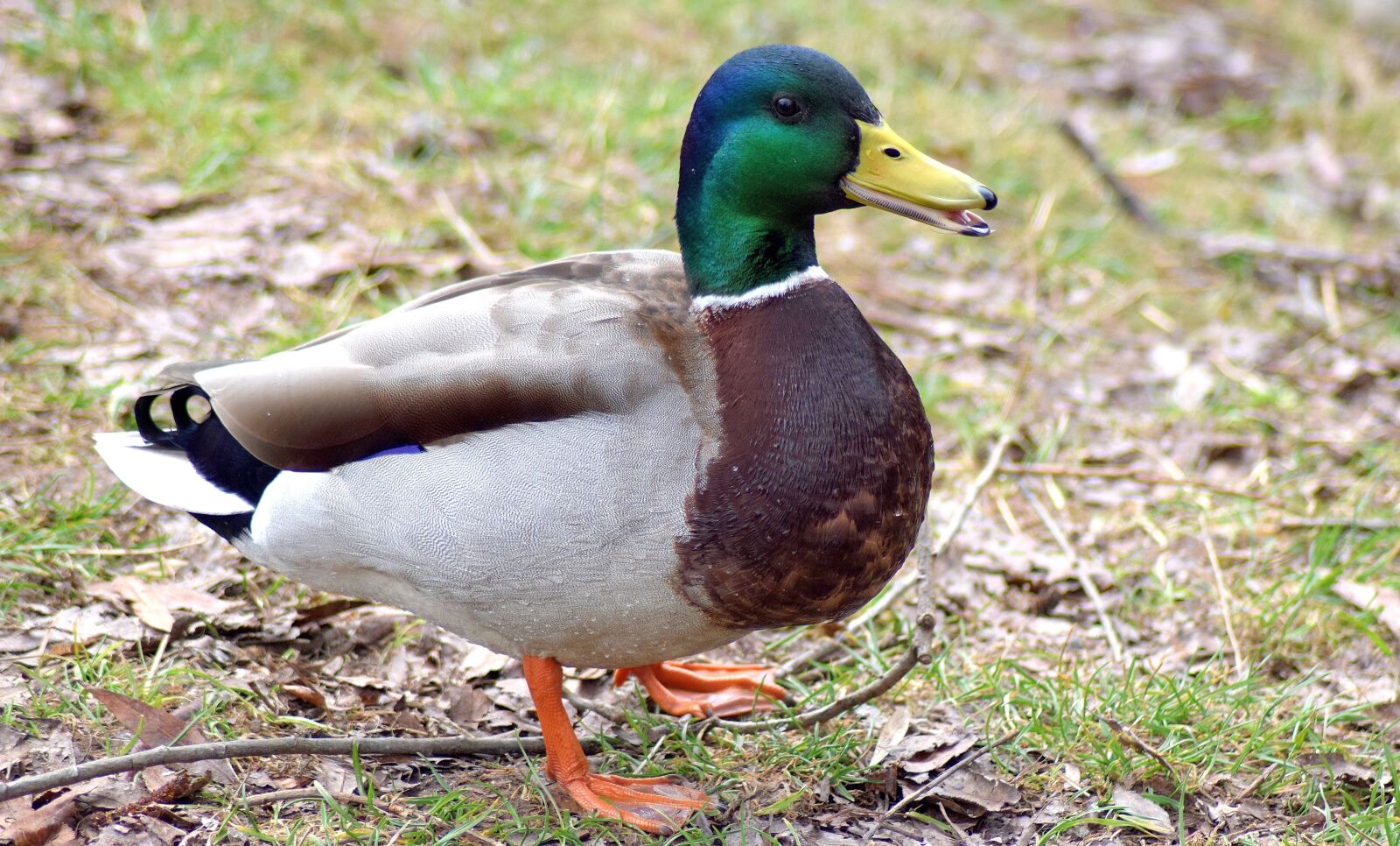 Nikon D3300 sample photo. Drake, colorful, nature photography